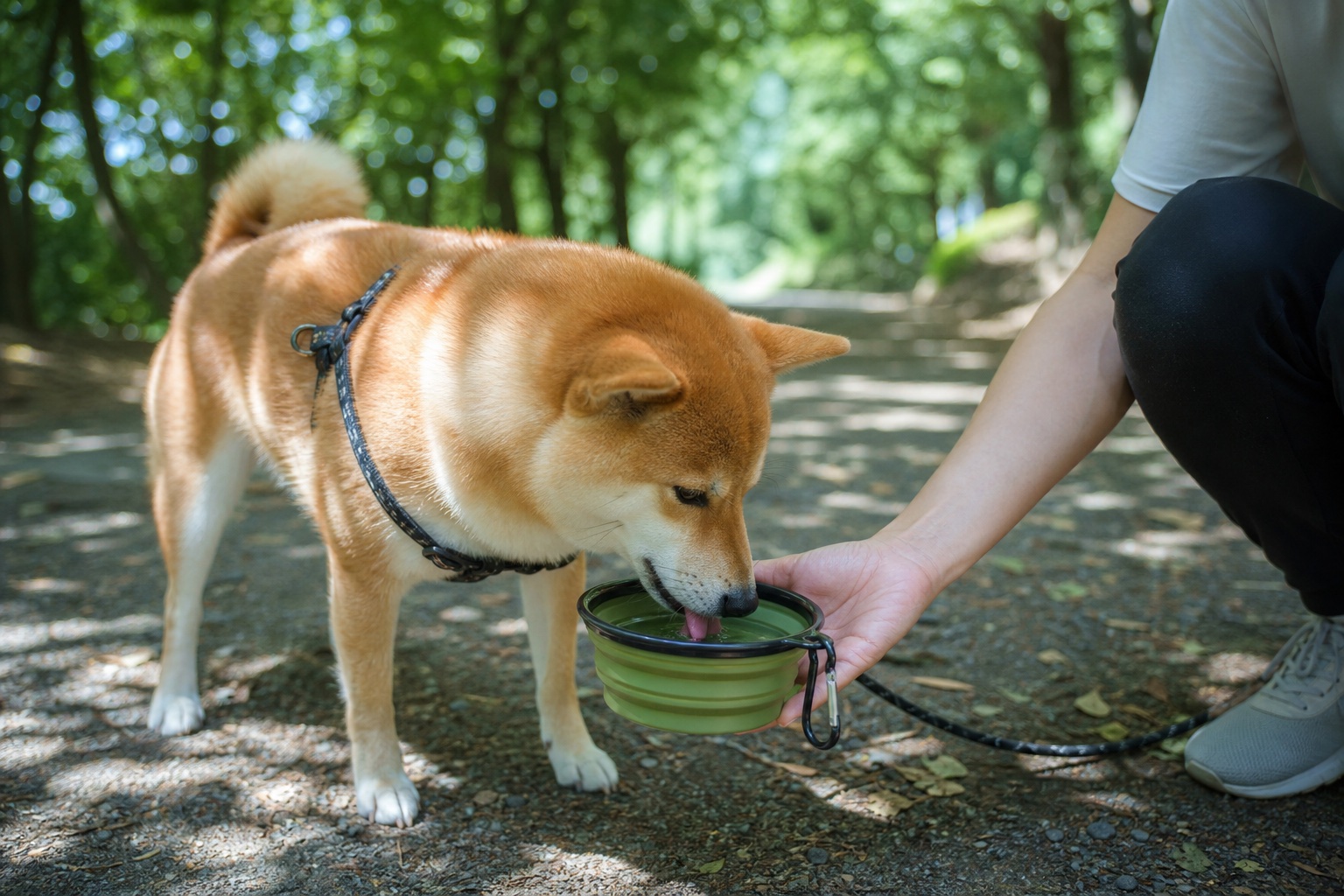 A dog drinking water from a portable bowl in the shade
